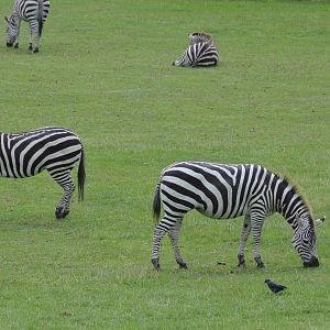 Grant's Zebras