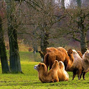 Camels