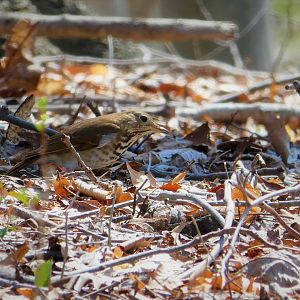 Hermit Thrush