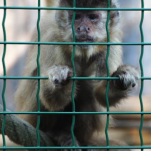 Black-capped capuchin (Sapajus apella), 2020-09-12