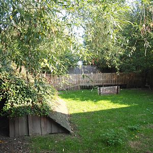 Reeves' muntjac and White-naped crane exhibit, 2020-09-12