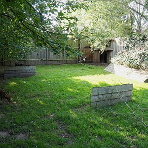 Reeves' muntjac and White-naped crane exhibit, 2020-09-12