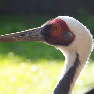 White-naped crane (Antigone vipio), 2020-09-12
