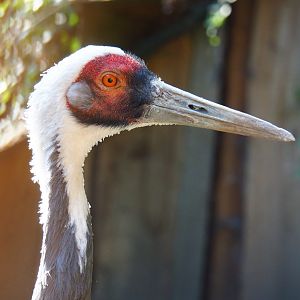 White-naped crane (Antigone vipio), 2020-09-12