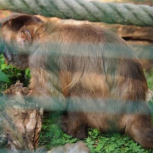 Black-capped capuchin (Sapajus apella), 2020-09-12