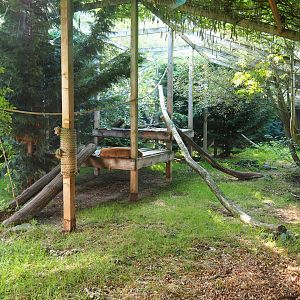 Eurasian lynx exhibit, 2020-09-12