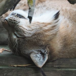 Eurasian lynx (Lynx lynx lynx), 2020-09-12