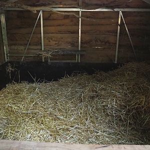 Indoor housing/pigsty potbelly pig, 2020-09-12