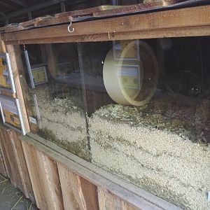 Russian dwarf hamster exhibits, 2020-09-12