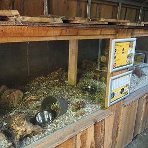 Common degu exhibit, 2020-09-12