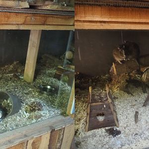 Common degu exhibit, 2020-09-12