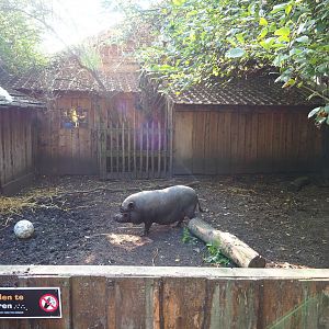 Potbelly pig pen, 2020-09-12