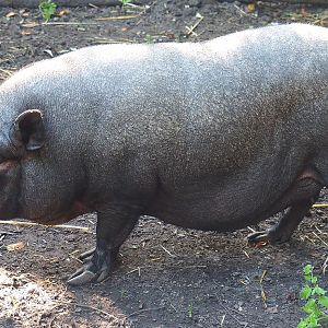 Potbelly pig (Sus scrofa domesticus), 2020-09-12