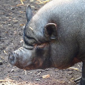 Potbelly pig (Sus scrofa domesticus), 2020-09-12