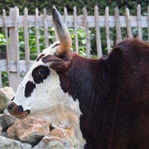 Dwarf zebu (Bos taurus indicus), 2020-09-12