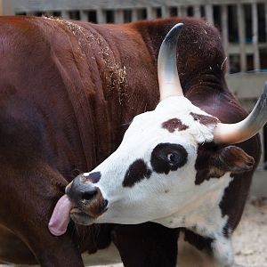 Dwarf zebu (Bos taurus indicus), 2020-09-12