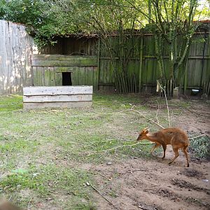 Second Reeves' muntjac exhibit, 2020-09-12