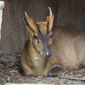 Reeves' muntjac (Muntiacus reevesi), 2020-09-12
