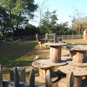 Alpaca and Pygmy goat paddock, 2020-09-12