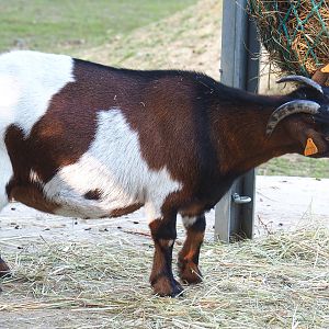 Pygmy goat (Capra aegagrus hircus), 2020-09-12