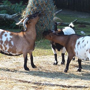 Feeding Pygmy goats (Capra aegagrus hircus), 2020-09-12