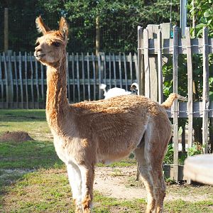 Brown alpaca (Vicugna pacos), 2020-09-12