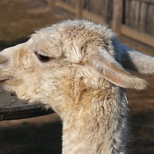 White alpaca (Vicugna pacos), 2020-09-12
