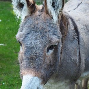 Domestic donkey (Equus africanus asinus), 2020-09-12