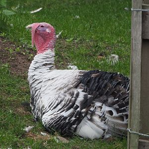 Ronquières turkey (Meleagris gallopavo domesticus), 2020-09-12