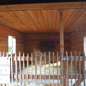 Alpaca and Pygmy goat stable, 2020-09-12