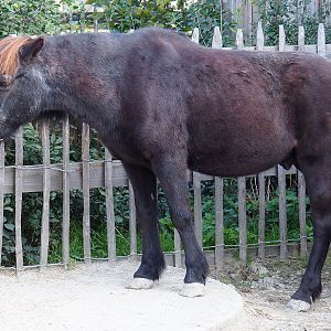 Pony (Equus ferus caballus), 2020-09-12