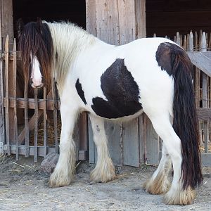 Pony (Equus ferus caballus), 2020-09-12