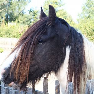 Pony (Equus ferus caballus), 2020-09-12