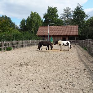 Pony paddock, 2020-09-12