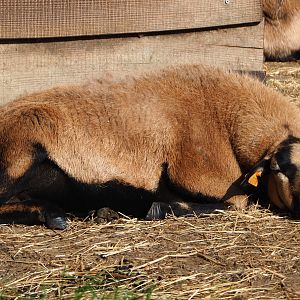 Cameroon sheep (Ovis aries), 2020-09-12