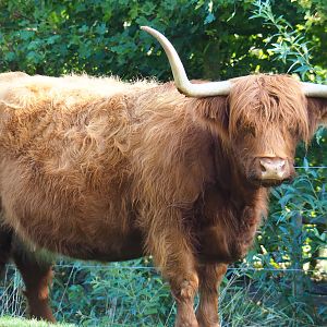 Scottish Highland cattle (Bos taurus taurus), 2020-09-12