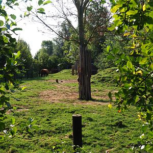 Scottish Highland cattle paddock, 2020-09-12
