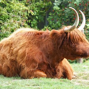 Scottish Highland cattle (Bos taurus taurus), 2020-09-12