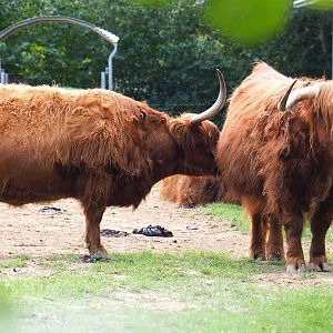 Scottish Highland cattle (Bos taurus taurus), 2020-09-12
