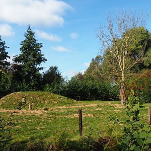 Scottish Highland cattle paddock, 2020-09-12