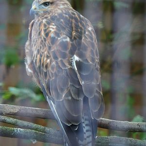 Long-legged buzzard (Buteo rufinus), 2020-09-12