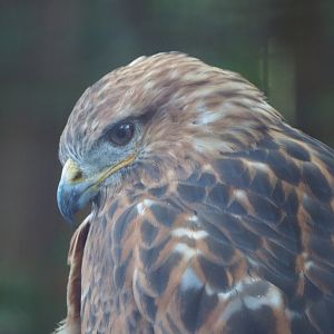 Long-legged buzzard (Buteo rufinus), 2020-09-12
