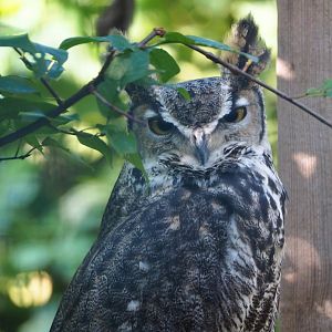 Great horned owl (Bubo virginianus), 2020-09-12