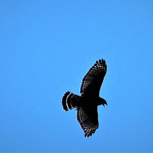Red-shouldered Hawk