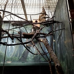 Philly - Upside down hoffman's sloth