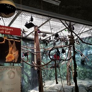 Philly - Bats now in center exhibit