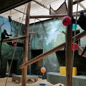 Philly - Francois langur, including baby