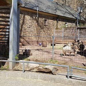 Philly - Goats in visible area