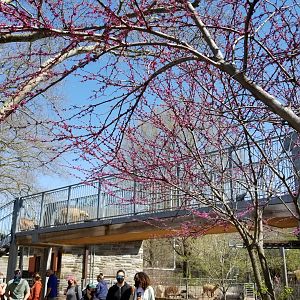Philly - Goats on bridge, so people can see them