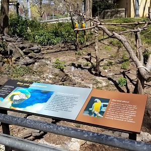 Philly - Blue & Gold macaws in bird valley